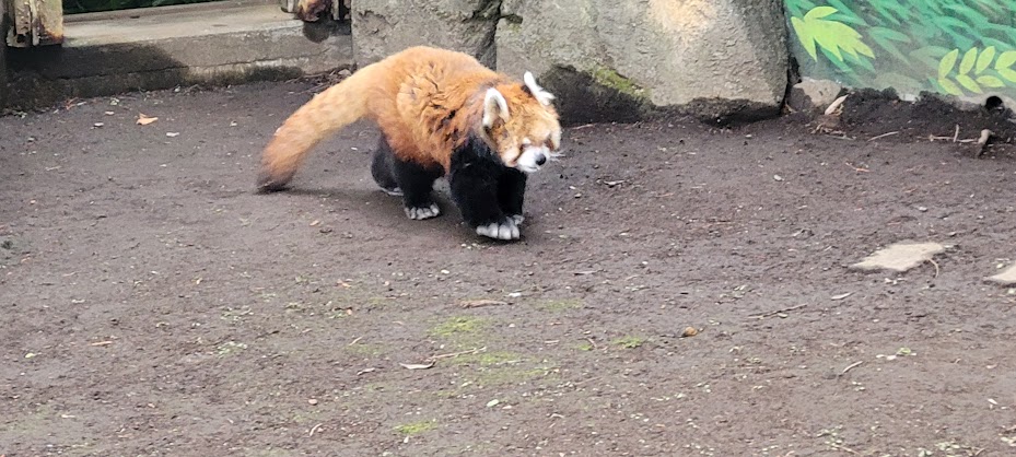 日本の雄のアライグマでは最年長！