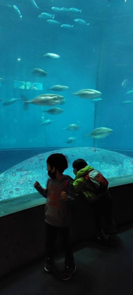 葛西臨海公園水族館と言えば「まぐろ」です。数年前に大量に死んだというニュースもあったな。