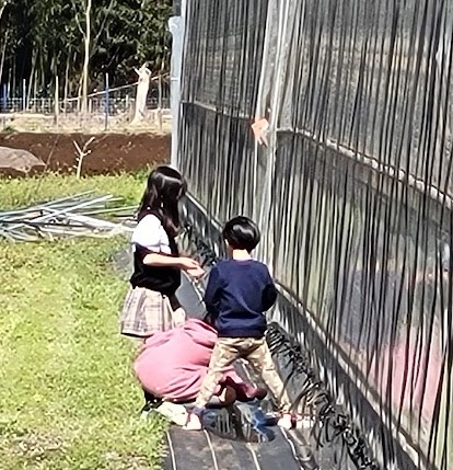 ビニールハウスの外に「かえる」を見つけた！