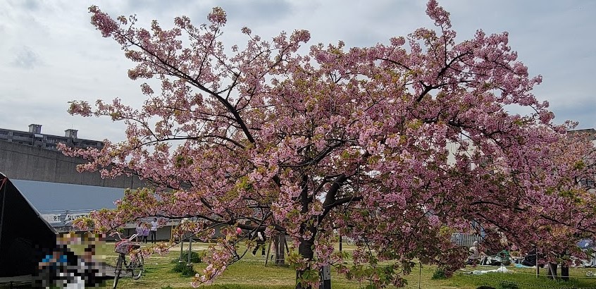 びっくりするほど桜が綺麗に咲いていました。