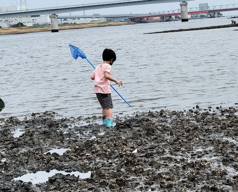 長男はカニを一生懸命探しています。