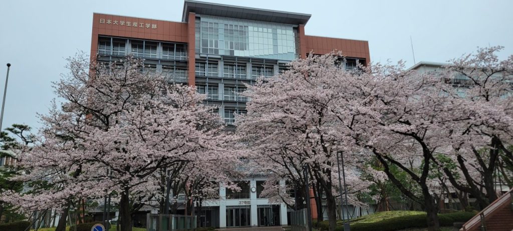 日本大学生産工学部は正門はとても桜が綺麗です。雨でなければもっときれいだと思います(>_<)