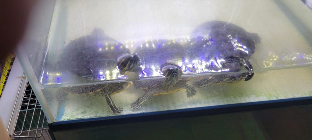 ミドリガメではないですが水の中で生きるミズガメの種類です。水が汚れるので定期的な水槽清掃が必要な点と大きな水槽がいるので100kg以上の水の入れ替えが大変とのことでした。