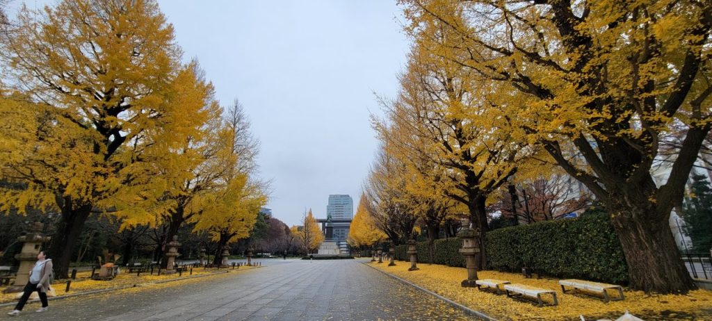 とても綺麗な銀杏並木なのですが先日の雨でかなり散っているのが寂しいですね。