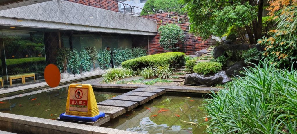 日本大学本部の中庭には元気に鯉が泳いでました