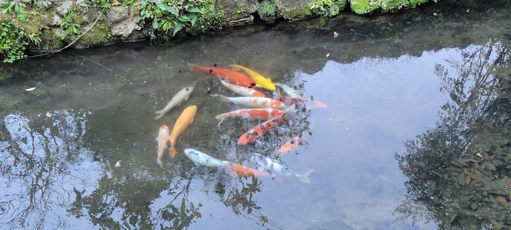 神社には鯉のイメージが！特に黄色は黄金ぽくって金アップしそうです