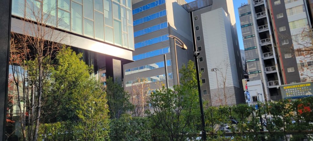 今年は暖冬のせいか昨年までは葉っぱも多くありましたが急に冬化粧になりました