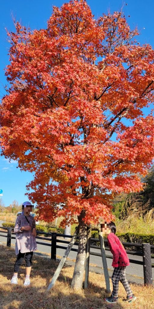 時期的も良かったのか紅葉が綺麗で思わず間近で覗いてみる二人！これも旅行の醍醐味ですね