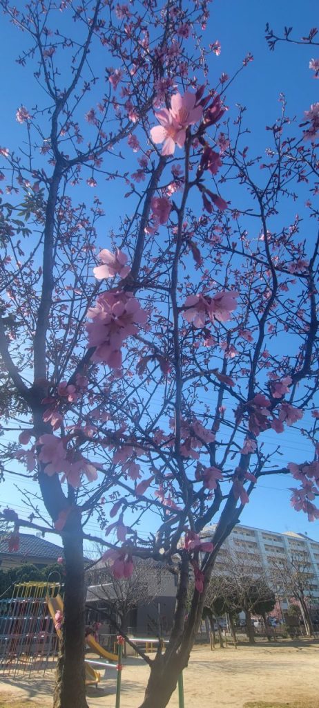 こちらの桜は芽吹いたところのようです。
