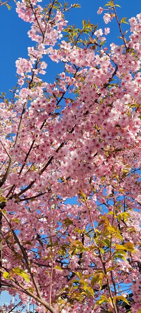 2種類の桜!こちらは早咲きでほぼ満開と言うところですかね?
