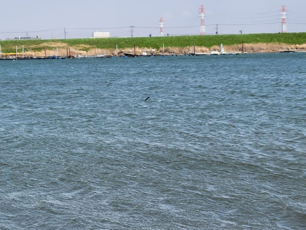 川では沢山の魚が飛び跳ねています!これを見た長男!捕まえられると大騒ぎ