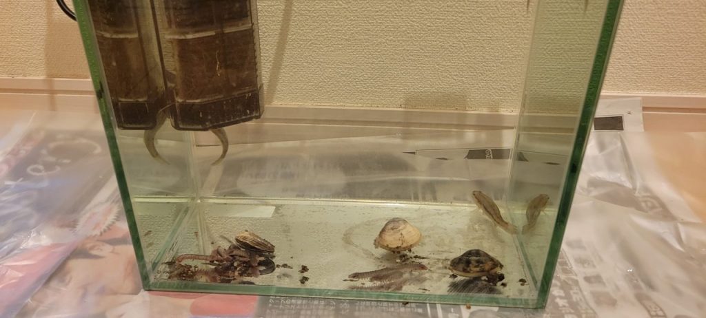 何とか2匹釣り上げたのですが、長男の希望で飼う事に!どれくらい生きるのかな?