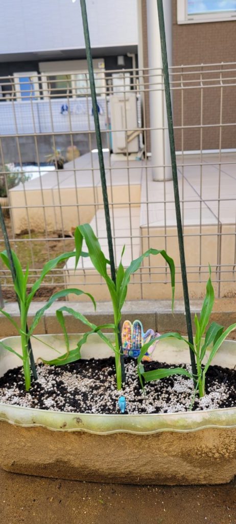 初めて植えたとうもろこし!どうなるのかが楽しみです